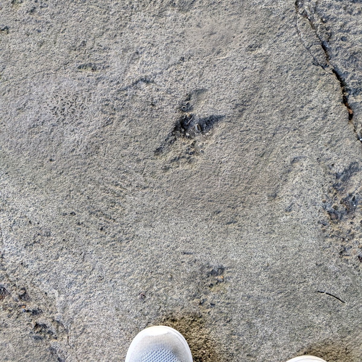 stray_brick's tweet photo. イノシシの足跡がコンクリートについてるのはなかなか見ない @長津田
#animaltrack
#footprints https://t.co/P7cFj328fW
