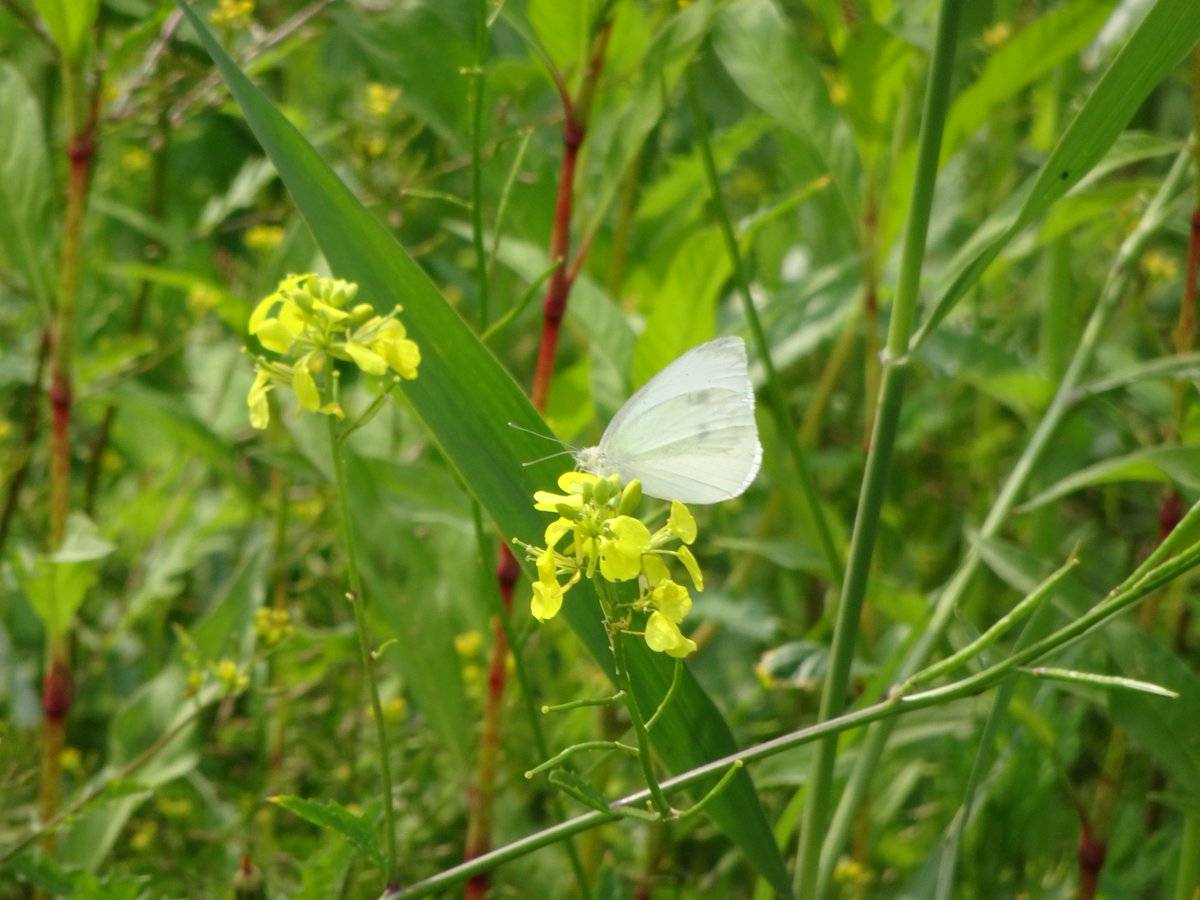 dvanduuren1's tweet photo. Butterfly Month Photo Challenge
from: @ErikDePay
Today's Choice:
- Cabbage White -
(Small- and/or Large White)
#Vlindermaand #koolwitje #CabbageWhite #butterfly #photochallenge #fun #inspirational #vlinders #NaturePhotography #nature #BeautifulButterfly #WeekBforBB https://t.co/xJMiZAHg8Q