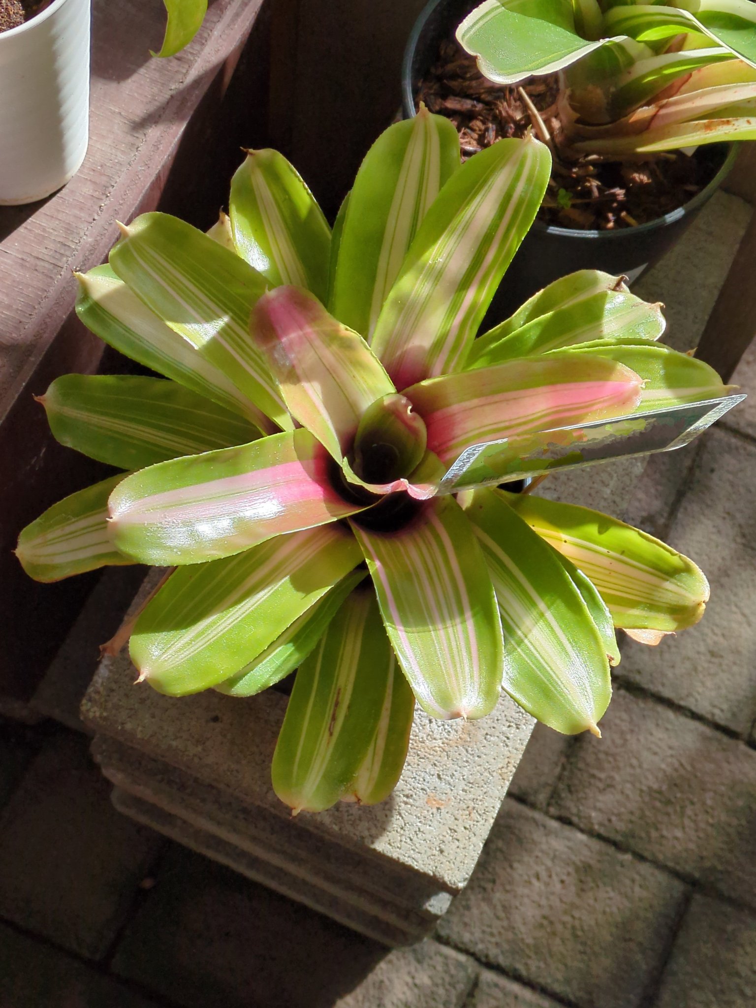 Neoregelia - Search / X Neoregelia - Search / X