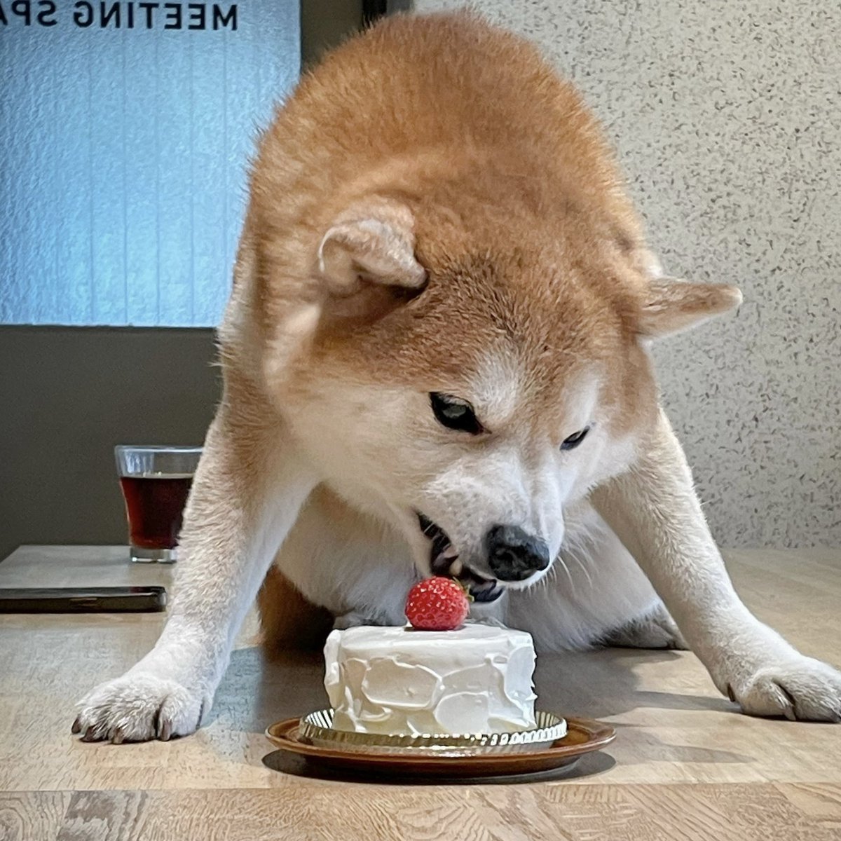 8EIGHTDESIGN's tweet photo. そして本日1月6日は弊社会長、はちさんの12歳の誕生日🎊
ハチカフェのワンちゃんも食べれるホールケーキでお祝いしました🎂

はち会長、元気で長生きしてね〜🐕
#柴犬 https://t.co/HeESACjUFc