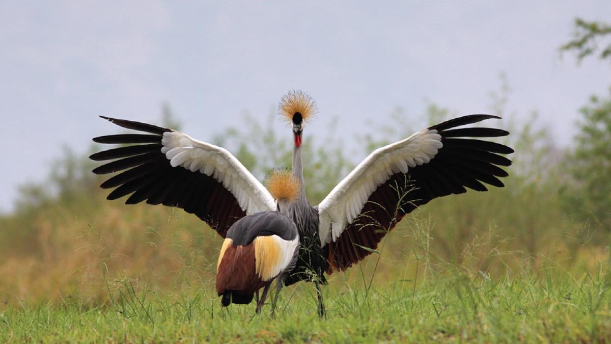 AerolinkUganda's tweet image. Experience the perfect blend of comfort and adventure. Travel through the heart of the Pearl of Africa and discover #Uganda’s most iconic national parks.️ #FlyAerolink #SafariExperience #ThePearlofAfrica