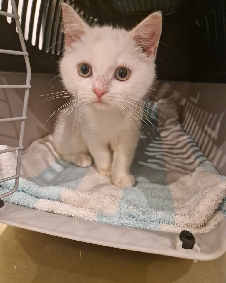 yolanda schultes tweet media