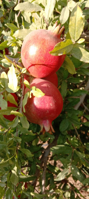 Buy A Grade Quality Pomegranate from Barmer at Wholesale Price of Rs 170/Kg commodityonline.com/requirement/se… #commodityonline