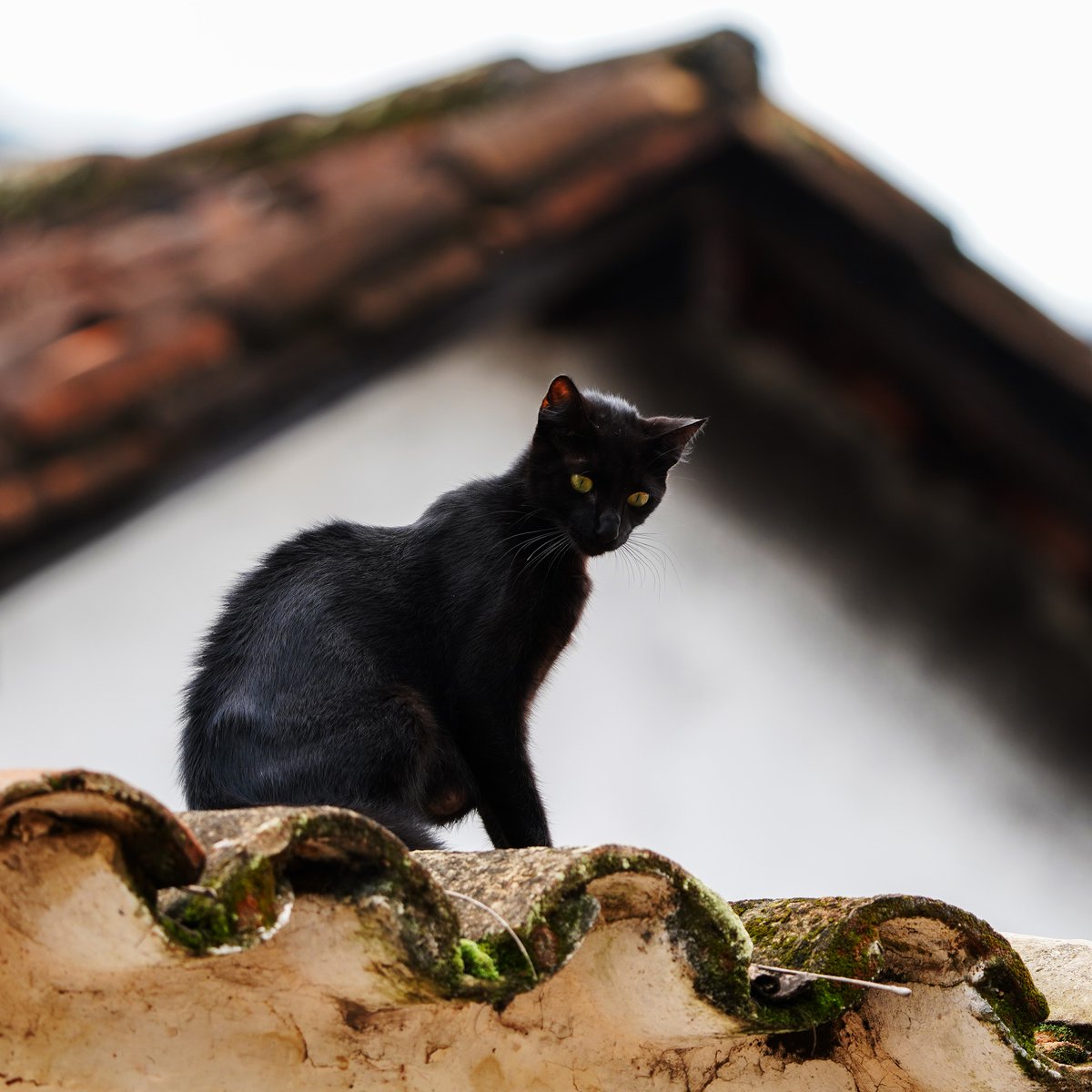 Raimondss's tweet image. #CatFlow honors the historic achievement of Flow, the first-ever Latvian film to win the Golden Globe for Best Animated Feature! 🎥✨ Recently, the cat was spotted in Tiradentes, Brazil – spreading its magic worldwide! 🌎🐾 #GoldenGlobes