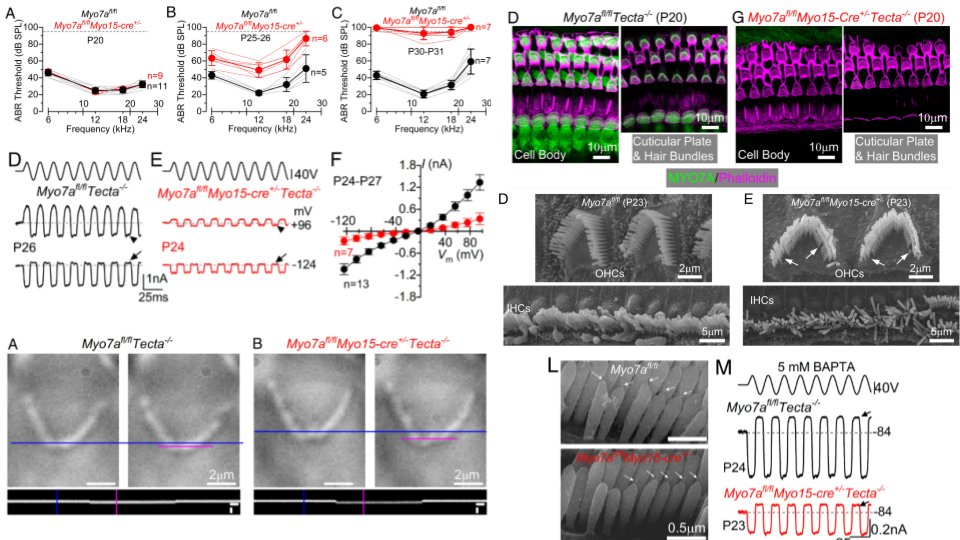 HearingShef's tweet image. Happy new year all! Today's paper spotlight is one of ours and was published in PNAS just last week, in this manuscript we show that mature cochlear hair cells use Myo7a INDEPENDENT mechanisms to maintain their resting transducer current! Full publication: pnas.org/doi/10.1073/pn…