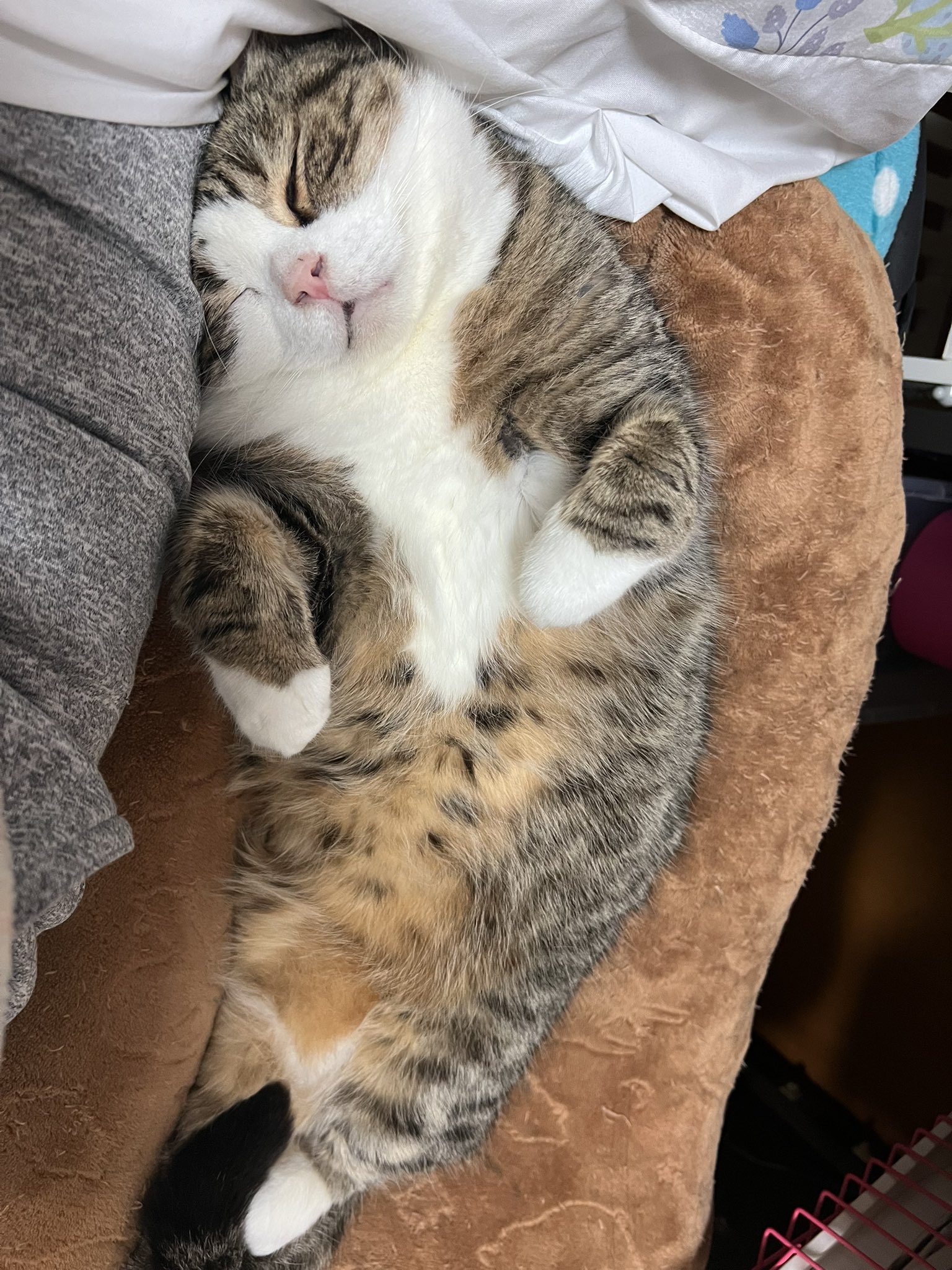 猫 Pun-chan, the old man who reincarnated as a cat, life-size