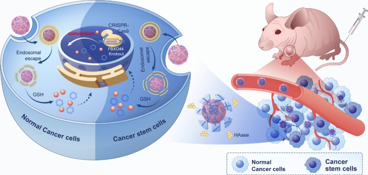 JCRnEDITORS's tweet photo. Core-shell vector-mediated co-delivery of CRISPR/Cas9 system and hydrophobic drugs against triple-negative breast cancer stem cells.
| Xuenong Zhang, Soochow Univ. |
#GeneEditing #nonviral #Cas9 #codelivery
https://t.co/3eXIQ15EQH https://t.co/zoN7MVagKl
