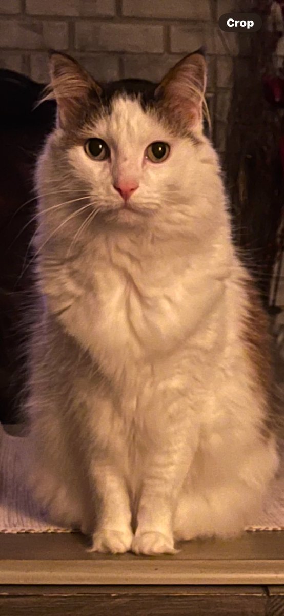hbtd7's tweet photo. @PostsOfCats https://t.co/XVaTzT5dvI