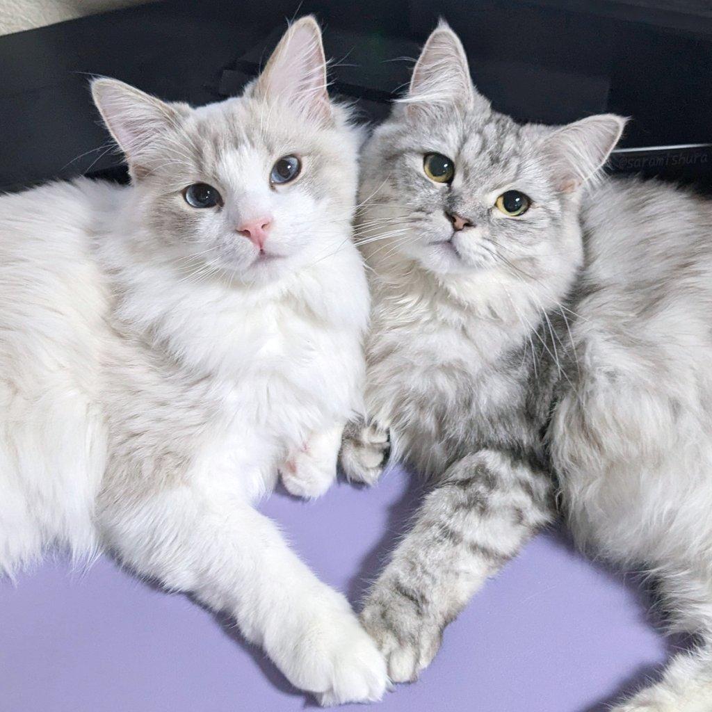 こむぎ♡ラグドール (@komugiRagdoll) / Posts / X