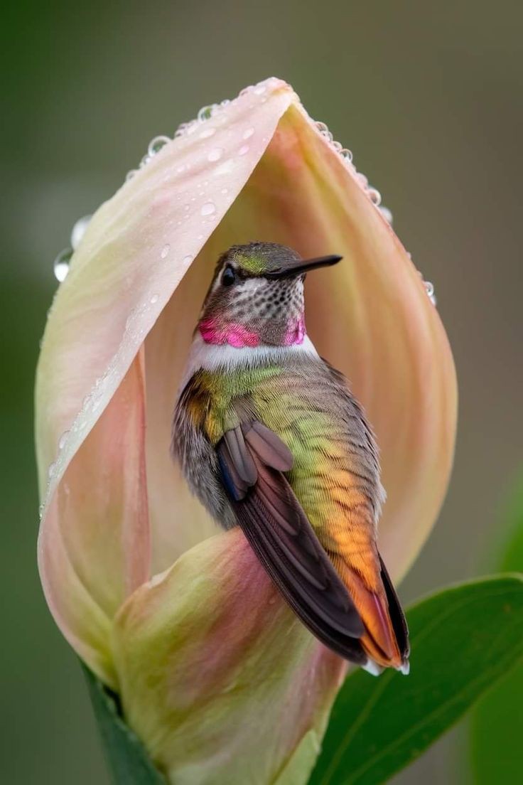 Hummingbirdslo's tweet photo. Excellent https://t.co/l0e6Zaidl9