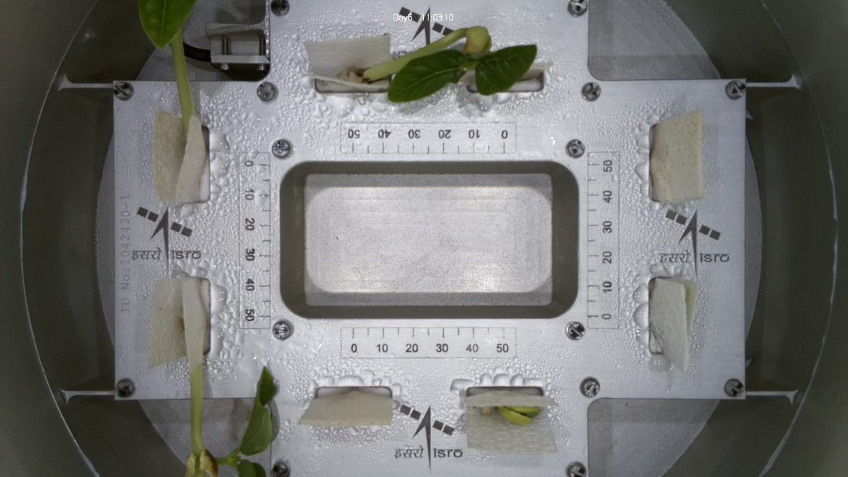 gudapurisamba's tweet image. Leaves have emerged! 🌱 VSSC&apos;s CROPS (Compact Research Module for Orbital Plant Studies) aboard PSLV-C60 POEM-4 achieves a milestone as cowpea sprouts unveil their first leaves in space. 🚀 #ISRO #BiologyInSpace  #POEM4