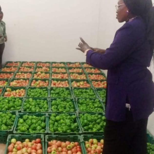 geovisiosn's tweet photo. Le DAC de Séfa vient d’effectuer une bonne récolte de tomates et de poivrons verts après celle du maïs. En effet, le Prodac reste fidèle à l’une de ses missions qui est de contribuer de façon significative à l’atteinte de la souveraineté alimentaire au Sénégal. #Prodac #Emploi✅ https://t.co/wJQAa15exg