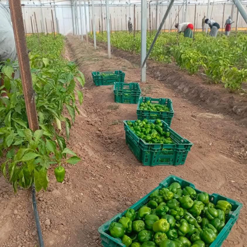 geovisiosn's tweet photo. Le DAC de Séfa vient d’effectuer une bonne récolte de tomates et de poivrons verts après celle du maïs. En effet, le Prodac reste fidèle à l’une de ses missions qui est de contribuer de façon significative à l’atteinte de la souveraineté alimentaire au Sénégal. #Prodac #Emploi✅ https://t.co/wJQAa15exg