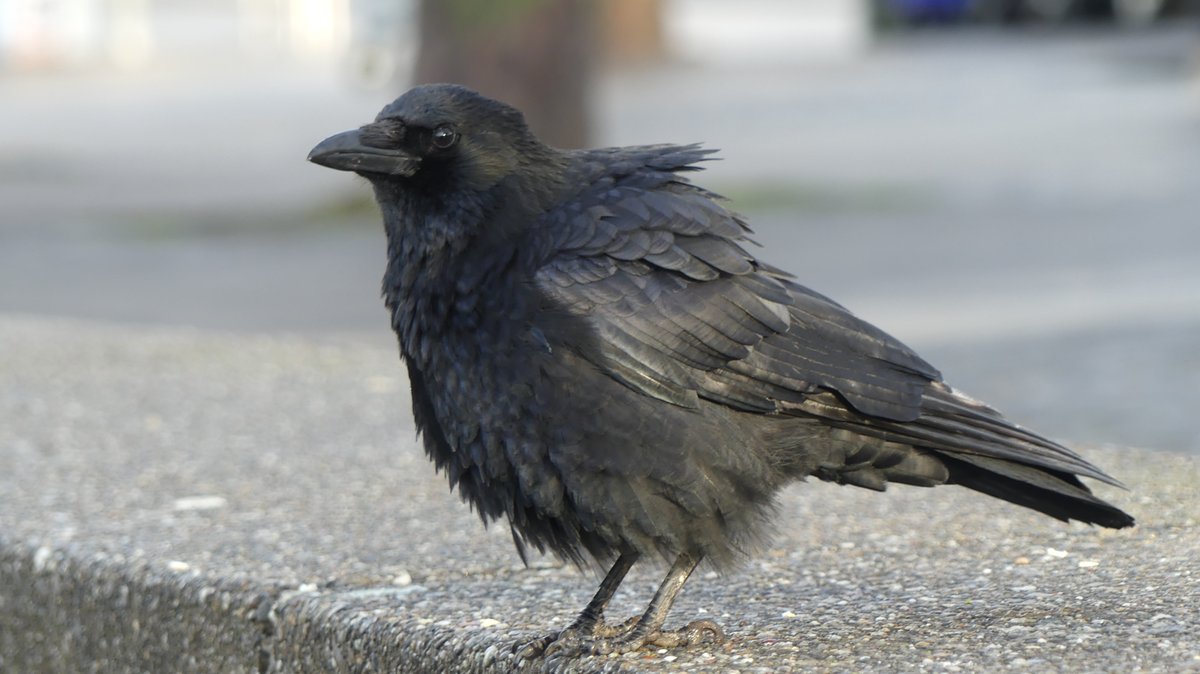 Jason Cann tweet media