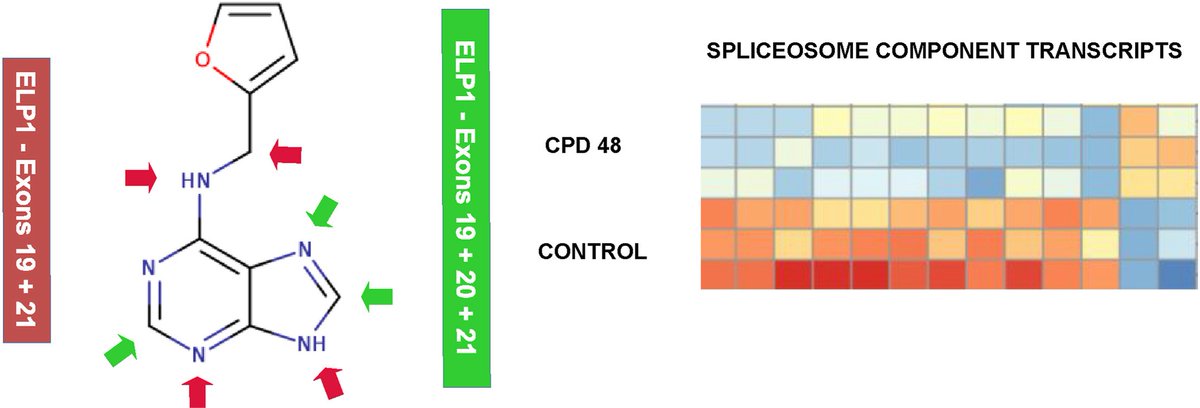 Maková B, et al.  Correction of aberrant splicing of ELP1 pre-mRNA by kinetin derivatives - A structure activity relationship study. Eur J Med Chem. doi.org/10.1016/j.ejme…
