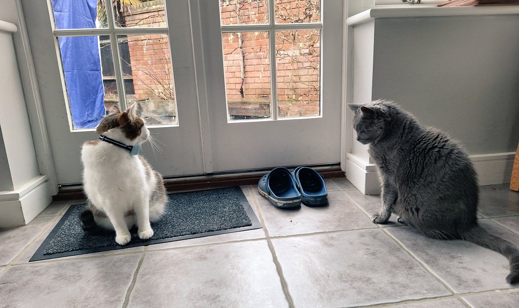 IvanandFelix's tweet photo. New year, old weather. We would like to speak to the complaints department. 🐾❄️❄️❄️
#CatsOfTwitter #CatsOnX #JanuarySituation #ExpectationManagement https://t.co/KHvKlptyZg