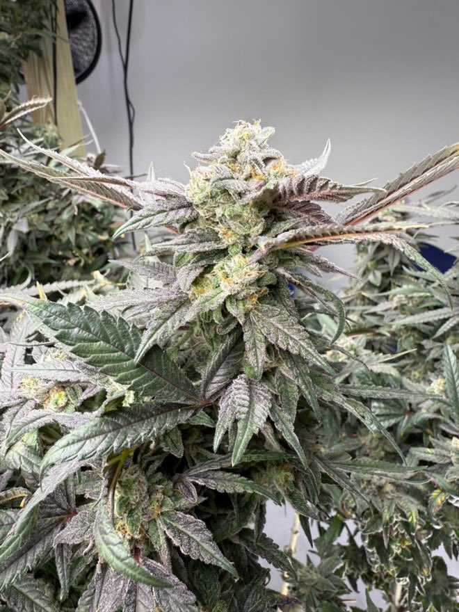 RiotSeeds's tweet photo. #tropberry #tropcherry #dosidos #tropicannacookies #tangie #citrusberry #blueberryIX #bluebonnet #whiteruntz #CannabisCommunity #camnabisstrains #breederssyndicate #420friendly https://t.co/pn920kciqY