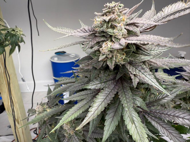 RiotSeeds's tweet photo. #tropberry #tropcherry #dosidos #tropicannacookies #tangie #citrusberry #blueberryIX #bluebonnet #whiteruntz #CannabisCommunity #camnabisstrains #breederssyndicate #420friendly https://t.co/pn920kciqY