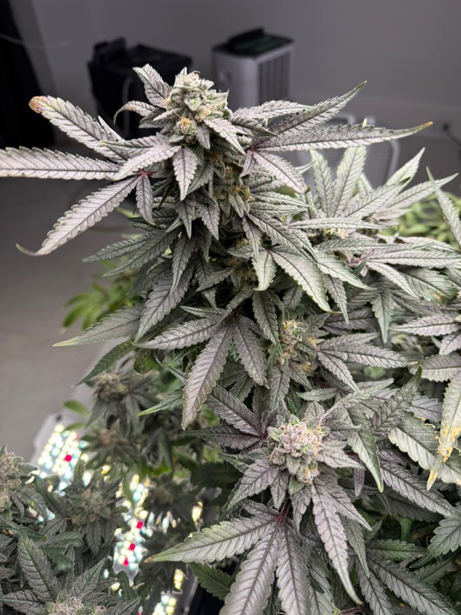 RiotSeeds's tweet photo. #tropberry #tropcherry #dosidos #tropicannacookies #tangie #citrusberry #blueberryIX #bluebonnet #whiteruntz #CannabisCommunity #camnabisstrains #breederssyndicate #420friendly https://t.co/pn920kciqY