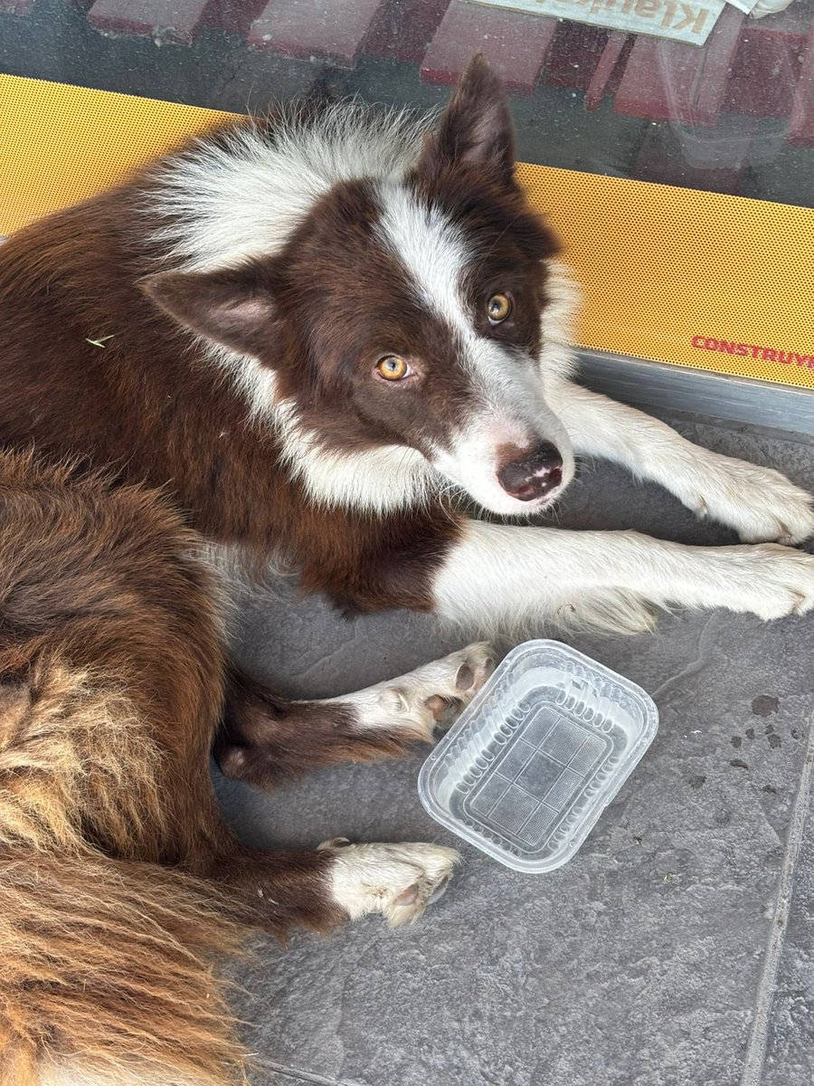 Por favor necesito ayuda 
URGENTE! Caba y GBA
Es un macho border collie mix que entró a un local, lo retienen ahí pero necesitamos tránsito para el 
Tiene un chichón en la cabeza no sabemos qué le pasó 
Ayúdame a sacarlo de la calle
Déjame un dm por acá y le salvamos la vida 
Rt