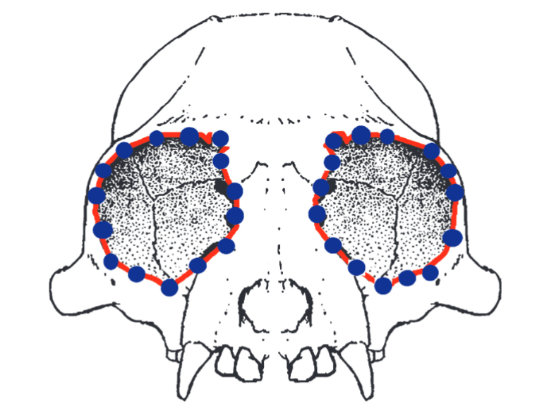 AntipaJournal's tweet photo. First evidence of orbital asymmetry in tamarins reveals right eye dominance and potential visual lateralisation.

🔗 https://t.co/nFKLAdt8AR 

#Callitrichidae https://t.co/KkTZjVQMSY
