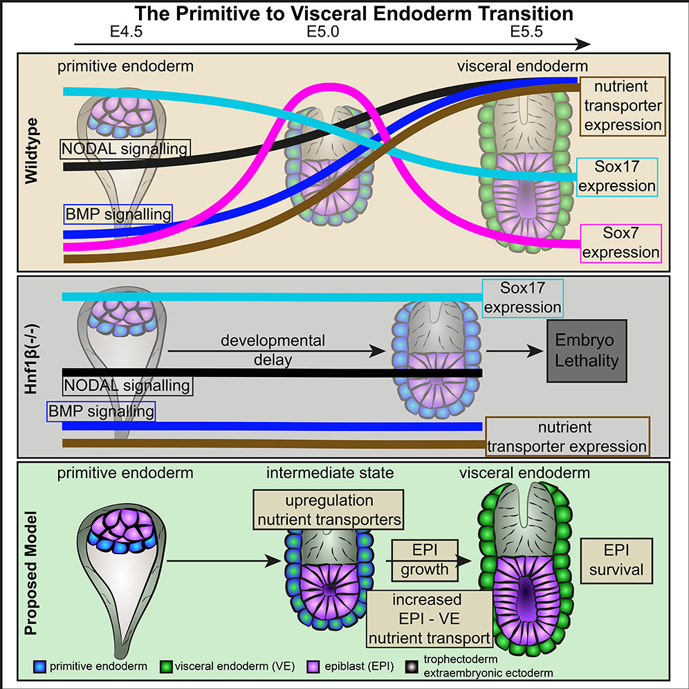 The Boroviak Lab (@boroviak_lab) on Twitter photo Happy New Year!
We are excited to share our manuscript on visceral endoderm (VE) maturation during mammalian embryo implantation!
sciencedirect.com/science/articl…
Huge congratulations to <a href="/A_Weberling/">Antonia Weberling</a> and <a href="/d_siriwardena/">Dylan Siriwardena</a>!
Highlights include:
Single-cell profiling of periimplantation Happy New Year!
We are excited to share our manuscript on visceral endoderm (VE) maturation during mammalian embryo implantation!
sciencedirect.com/science/articl…
Huge congratulations to <a href="/A_Weberling/">Antonia Weberling</a> and <a href="/d_siriwardena/">Dylan Siriwardena</a>!
Highlights include:
Single-cell profiling of periimplantation