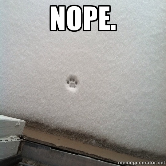 MinsterMutts tweet media