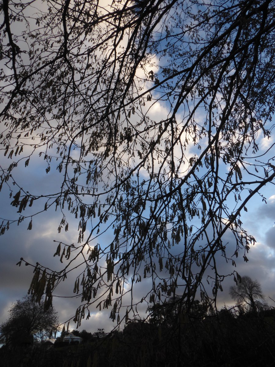 Happy New Year to all of our recorders. It's been great to get back to the office to a busy <a href="/records/">recrdz</a> inbox and lots of online records recording.brerc.org.uk

The catkins are lengthening ..