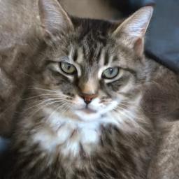 boturitter's tweet photo. "This is my 'I haven't seen a single mouse in three days' face." #catsofinstagram #grumpycat #aiart #generatedcat https://t.co/VrlWszvVUj