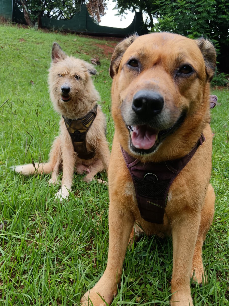 ladydebidebz1's tweet image. We had a gap...
We did a lap!.
#midday
#bitdrizzly
#Pawfect
#PawPatrol