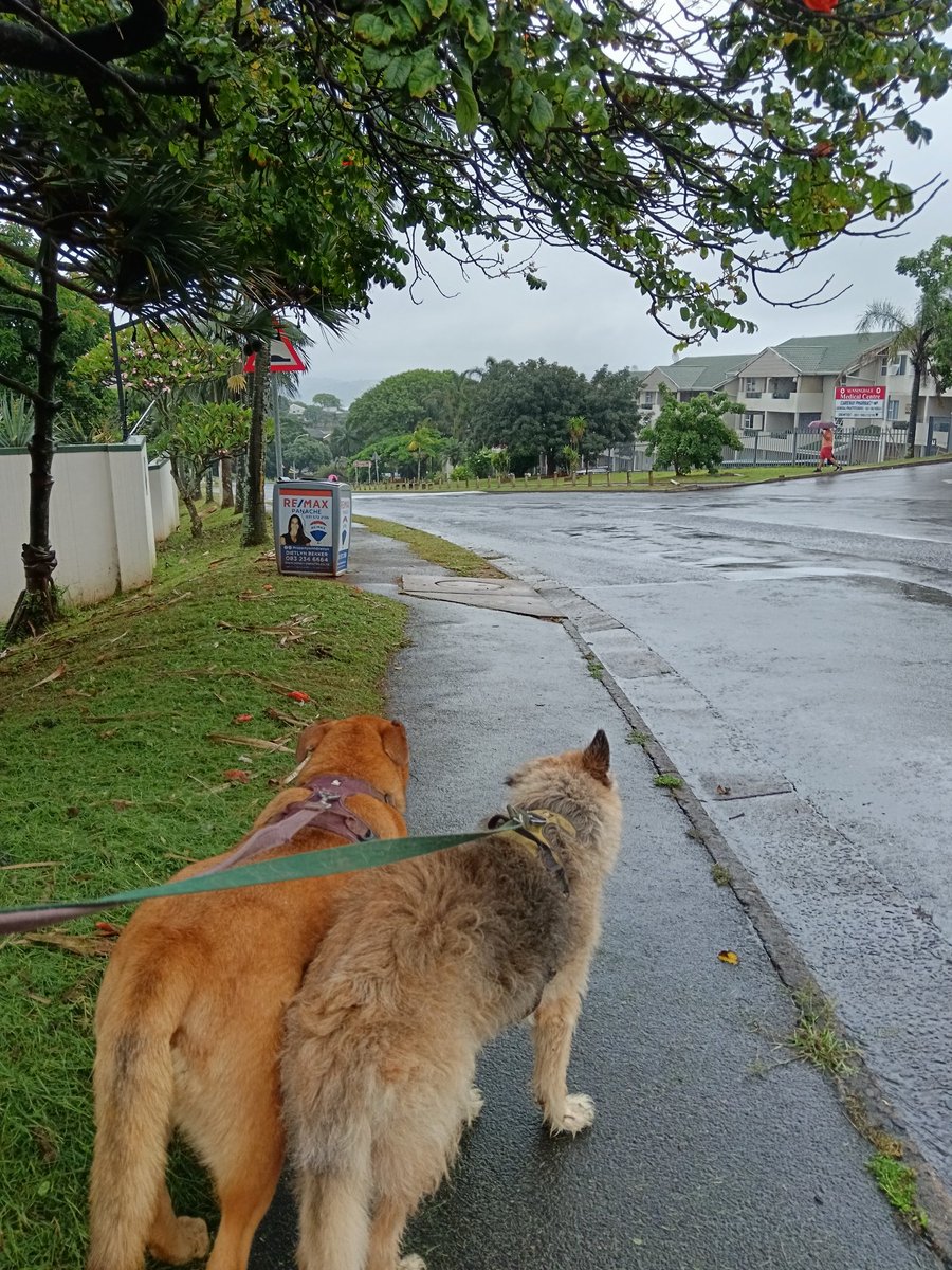 ladydebidebz1's tweet image. We had a gap...
We did a lap!.
#midday
#bitdrizzly
#Pawfect
#PawPatrol