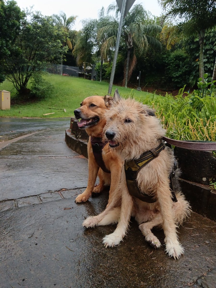 ladydebidebz1's tweet image. We had a gap...
We did a lap!.
#midday
#bitdrizzly
#Pawfect
#PawPatrol