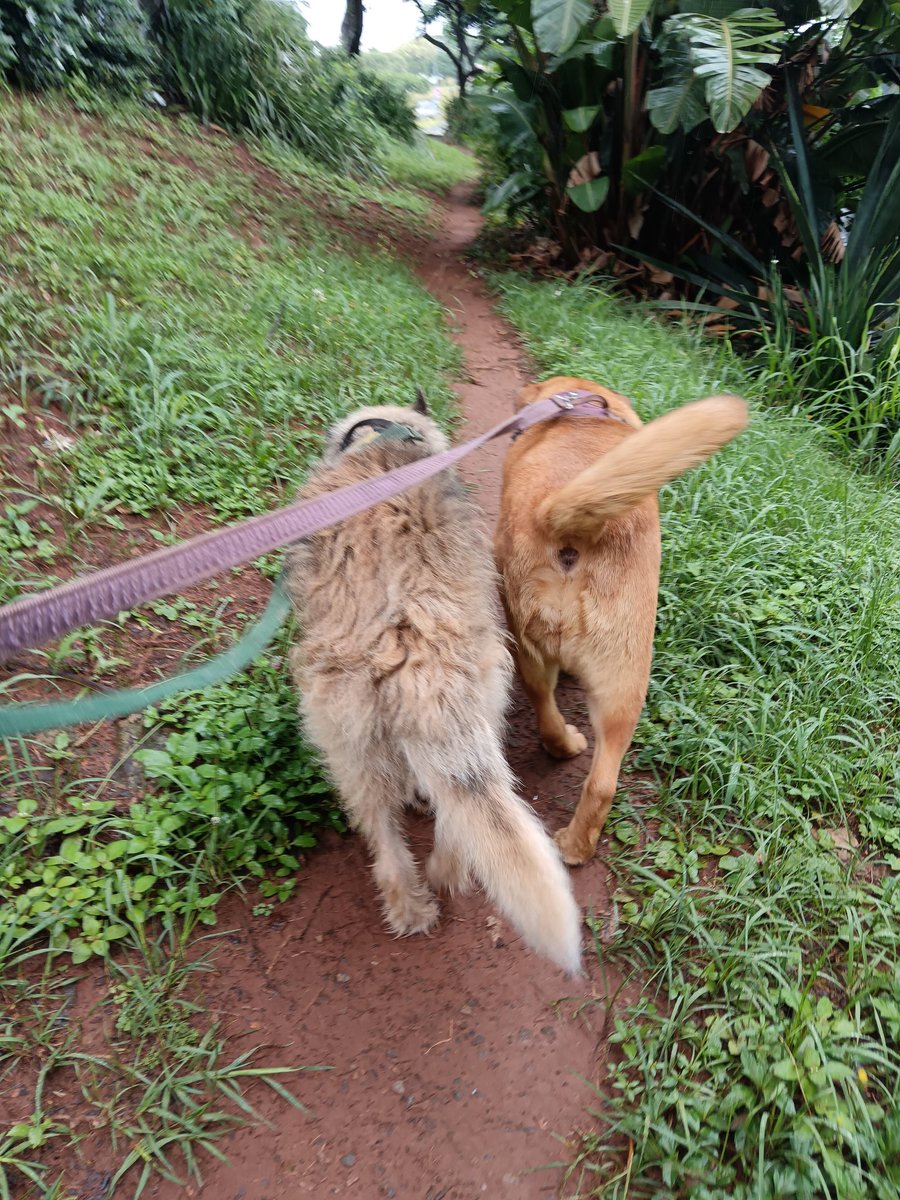 ladydebidebz1's tweet image. We had a gap...
We did a lap!.
#midday
#bitdrizzly
#Pawfect
#PawPatrol