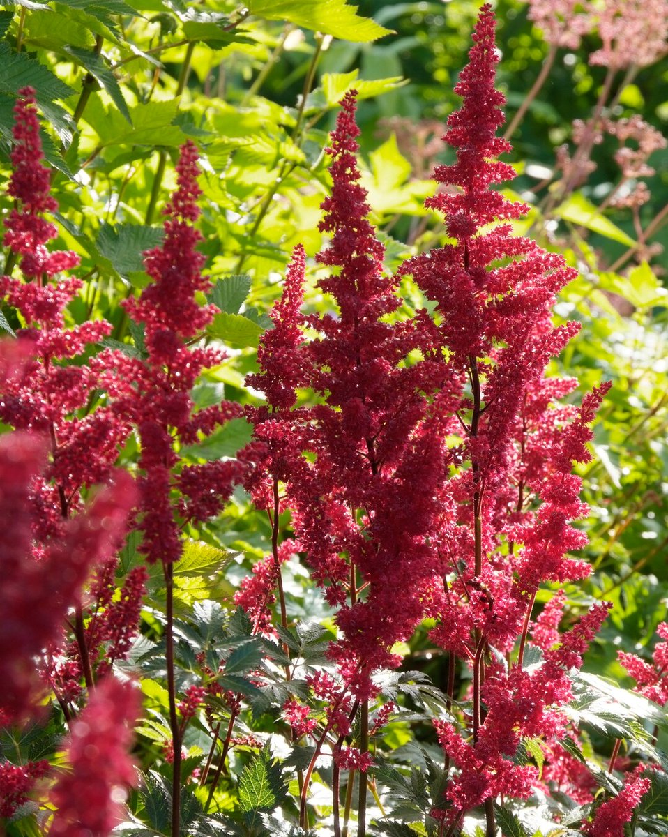 Een schaduwtuin beplanten? Vaste planten zoals Astilbe en Brunnera doen het goed in de schaduw.🌿✨ im.nu/AEJ14j #Schaduwtuin #Brunnera #Astilbe #Perennials #PerennialPower