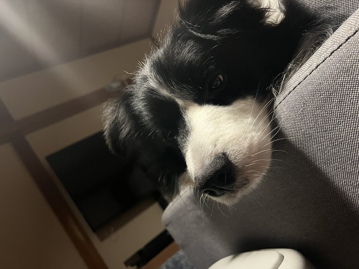 うちの子可愛いアヒョンといい勝負🐶