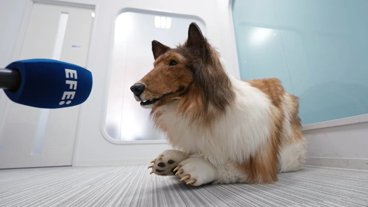 TOCO トコ 🐶 $TOCO tweet media