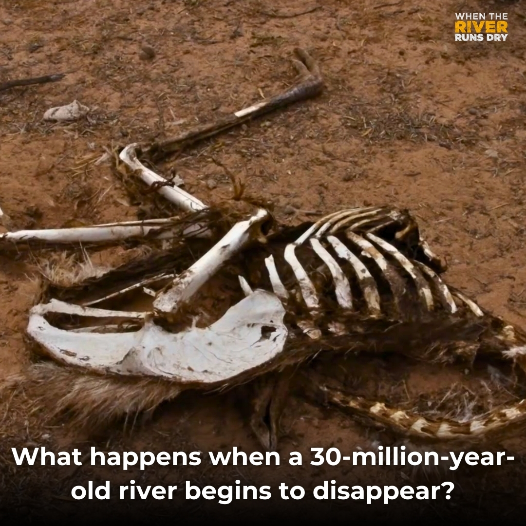 onetribedocubay's tweet image. The Murray-Darling River is in crisis. Corruption, profit-driven schemes, and locals fighting back. A harsh reality exposed in this documentary.

Stream "When the River Runs Dry" now on DocuBay -
docubay.com/when-the-river…

#EnvironmentalCrisis #WaterJustice #MurrayDarling