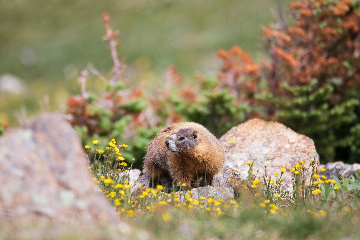 oooshinyphotos's tweet photo. Marmot Among The Rocks and Flowers
#marmot #rocks #flowers #animal #wildlife #nature #MarmotPoint #RockyMountainNationalPark #RMNP #Colorado #Canon #Tamron #photography #animalphotography #wildlifephotography #naturephotography #RMNPphotography #Coloradophotography
1/2 https://t.co/tNXiRwnEWt