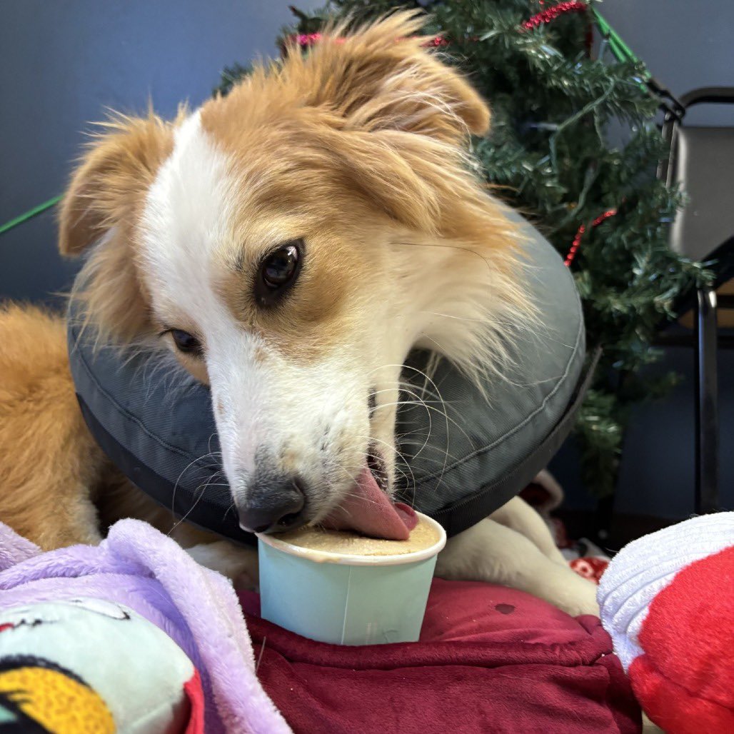 Please RT! Sweet 3-year-old Santa is incredibly timid &amp; he needs to get out of the shelter &amp; into a loving, stable home with a patient adopter where he can finally feel safe &amp; settled &amp; experience the joy he deserves. ❤️ Great with small pups! Apply here: bideawee.org/adopt-pet/sant…