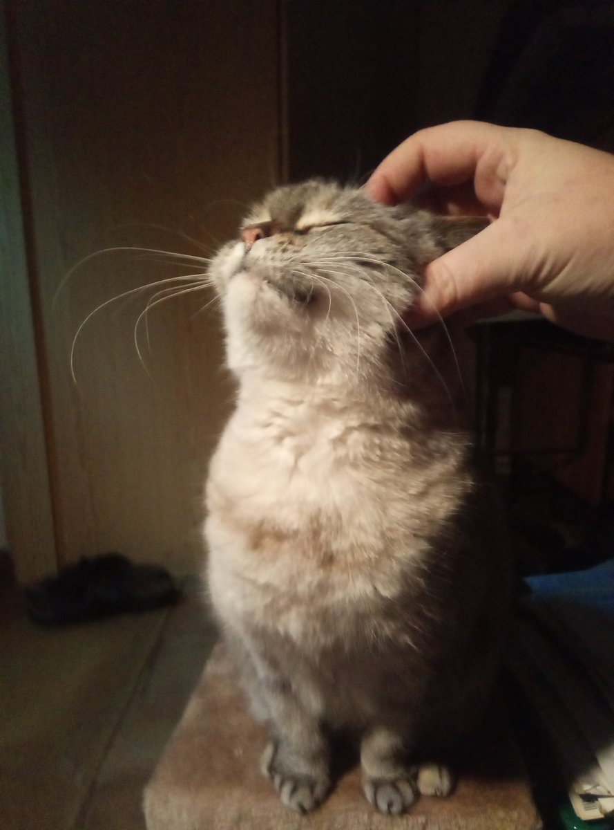 Hoomin haz sad and a snotty nose so I came for a cuddle.

(omg she's so beautiful 😍. And soft and fluffy.
- hoomin)