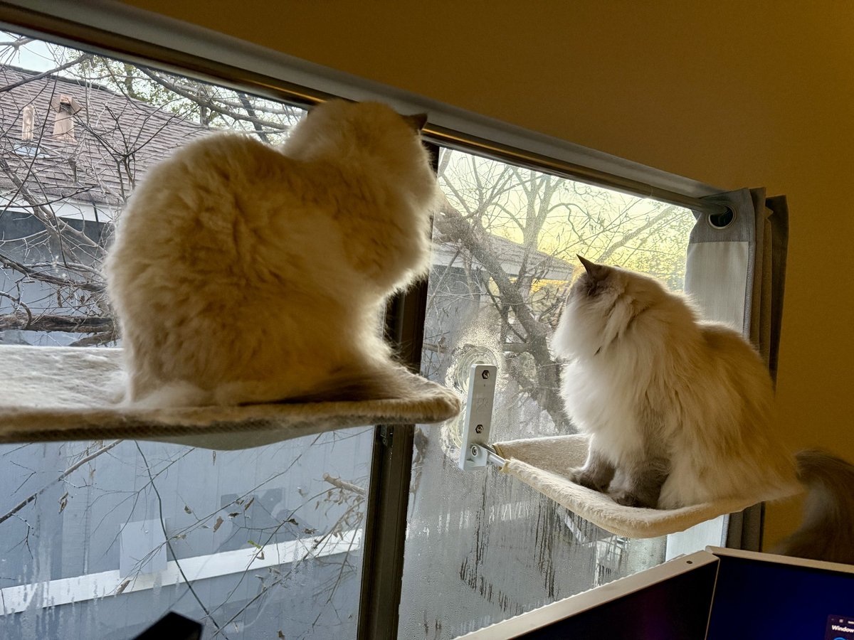 Sunrise with the ragdolls.