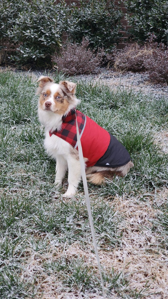 createherown's tweet photo. @NashSevereWx Light dusting here in Lebanon - Shep Ramsey is loving it. https://t.co/86pASUSWGP