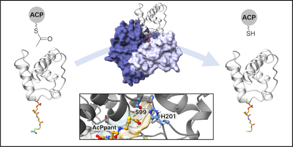 JACS Au (@jacs_au) on Twitter photo Molecular basis for short-chain thioester hydrolysis by acyl hydrolases in trans-AT polyketide synthases By: <a href="/Jenner_Lab/">Matthew Jenner</a>, <a href="/lewandowskilab/">Józef Lewandowski</a>, <a href="/Challis_Group/">Challis Group</a>, @CisnerosRes
Read the paper 👉 go.acs.org/c7k Molecular basis for short-chain thioester hydrolysis by acyl hydrolases in trans-AT polyketide synthases By: <a href="/Jenner_Lab/">Matthew Jenner</a>, <a href="/lewandowskilab/">Józef Lewandowski</a>, <a href="/Challis_Group/">Challis Group</a>, @CisnerosRes
Read the paper 👉 go.acs.org/c7k