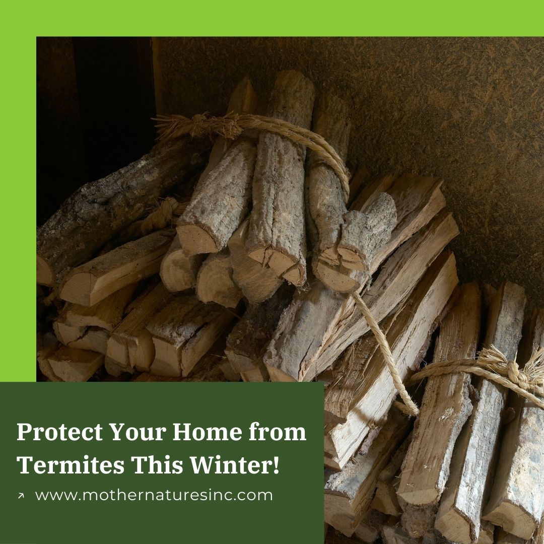 MotherPestOK's tweet image. Keep your home cozy, not your pests! This winter, remember to store firewood away from the house to stop termites from making their way inside. A little distance goes a long way in protecting your home’s structure. 

#MotherNatures #PestControl #OklahomaPestControl