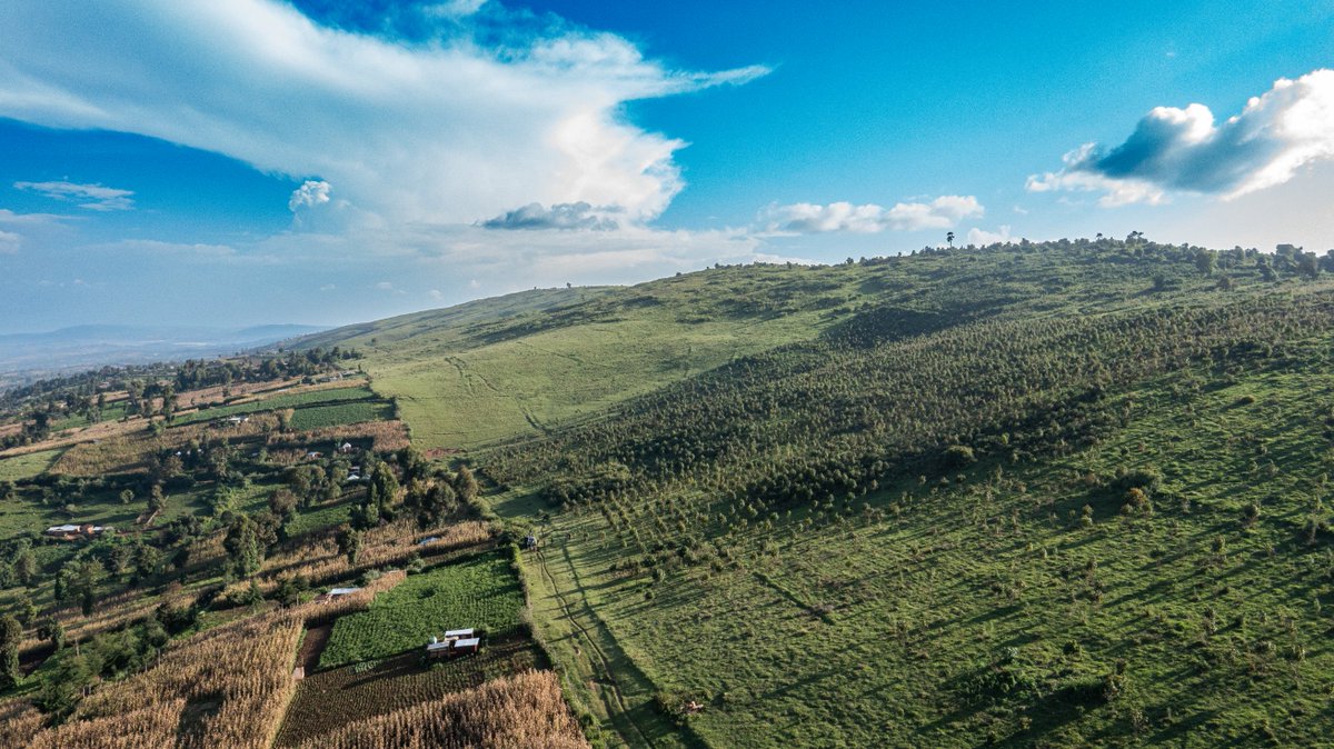 WWF_Kenya's tweet photo. Have you heard about the TELIS tree management approach? 🌳🌱🌳🌱

In a little over a year, trees planted in Logoman Forest through the Tree Establishment and Livelihoods Improvement Scheme (TELIS) have flourished, now reaching over 8 meters tall! This innovative approach allows farmers to grow crops like potatoes and peas while tending the planted trees, ensuring consistent care through weeding and protection.

By combining tree cultivation with crop farming, TELIS not only boosts tree survival and growth but also provides farmers with an immediate livelihood. Compared to traditional, non-farmed tree-planting sites, PELIS offers a win-win for reforestation and community development.

This restoration effort was supported by the Logoman Community Forest Association, Kenya Forest Service (@KeForestService ), and the Integrated River Njoro Catchment Management for Enhanced Ecosystem Services and Livelihoods (NESEEL) project funded by the Swiss Development Cooperation (@SwissDevCoop ).