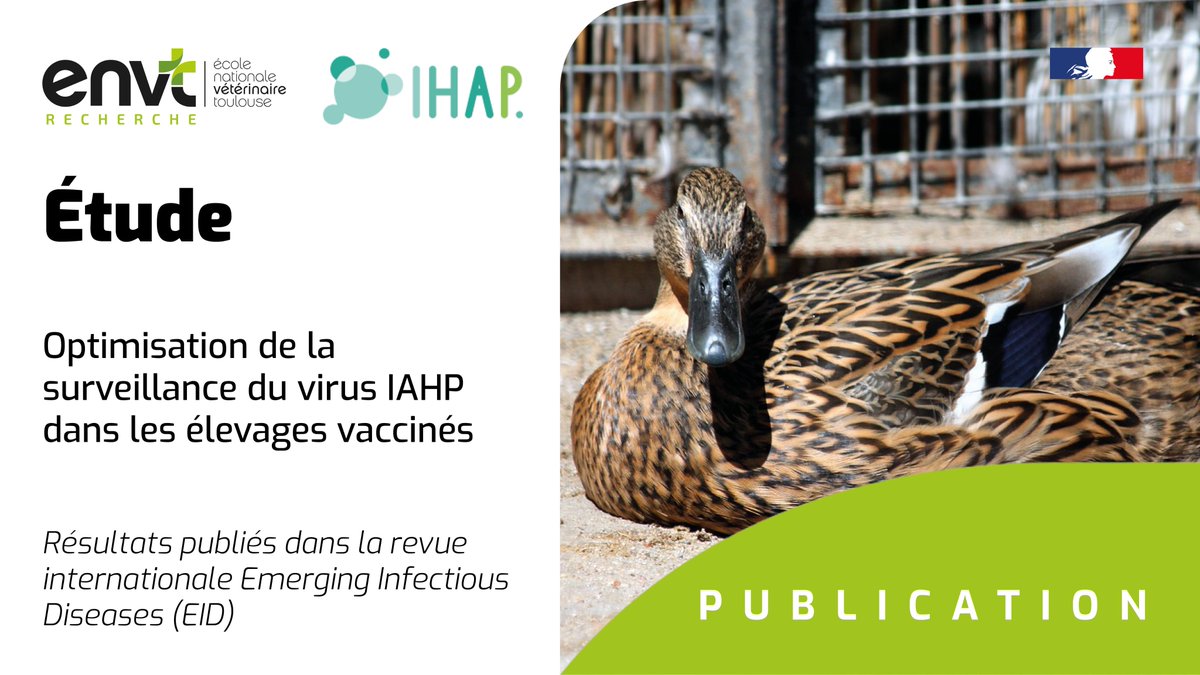 Ecole Nationale Vétérinaire de Toulouse (@env_toulouse) on Twitter photo RECHERCHE - Des scientifiques toulousains d'<a href="/IHAP/">ihap</a> (<a href="/INRAE_Tlse/">INRAE Occitanie-Toulouse</a> /ENVT) publient une étude sur la stratégie de surveillance du virus de l’influenza aviaire hautement pathogène dans les élevages vaccinés dans <a href="/CDC_NCEZID/">CDC Emerging Infections</a>
➡️ Publication : lc.cx/m6Mf4d
<a href="/INRAE_DPT_SA/">INRAE Santé Animale</a> RECHERCHE - Des scientifiques toulousains d'<a href="/IHAP/">ihap</a> (<a href="/INRAE_Tlse/">INRAE Occitanie-Toulouse</a> /ENVT) publient une étude sur la stratégie de surveillance du virus de l’influenza aviaire hautement pathogène dans les élevages vaccinés dans <a href="/CDC_NCEZID/">CDC Emerging Infections</a>
➡️ Publication : lc.cx/m6Mf4d
<a href="/INRAE_DPT_SA/">INRAE Santé Animale</a>