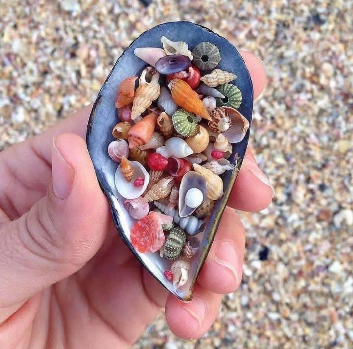 prettiestavenue's tweet photo. mini seashells https://t.co/jSxvwuIiql