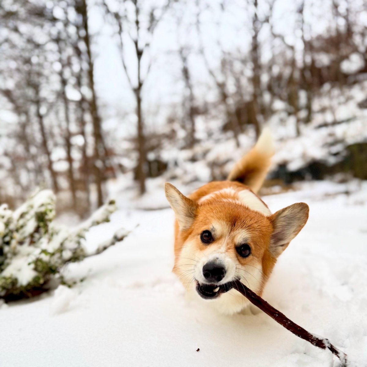 🦊🌨️