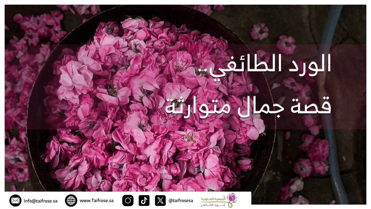 TaifRoseSA's tweet photo. #الورد_الطائفي …قصة جمال متوارثة عبر الأجيال

اصالة 
وعراقة
ودهن فريد 
وحضوره المميز يُجسد هوية طائفنا الحبيبة 🥀😍

#تعاونية_الورد_الطائفي 
#الورد_الطائفي_في_اليونسكو
#تراثنا_يُحكى_عالمياً
#رؤية_السعودية_2030 https://t.co/Fcm9oM5mWF
