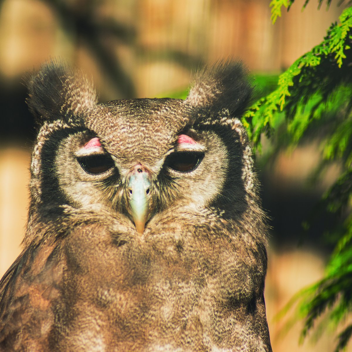 Looking stern and serious on Monday! 😑

This Milky Eagle Owl is taking no nonsense this week... 🦉

#MondayMood #MilkyEagleOwl #NoNonsense